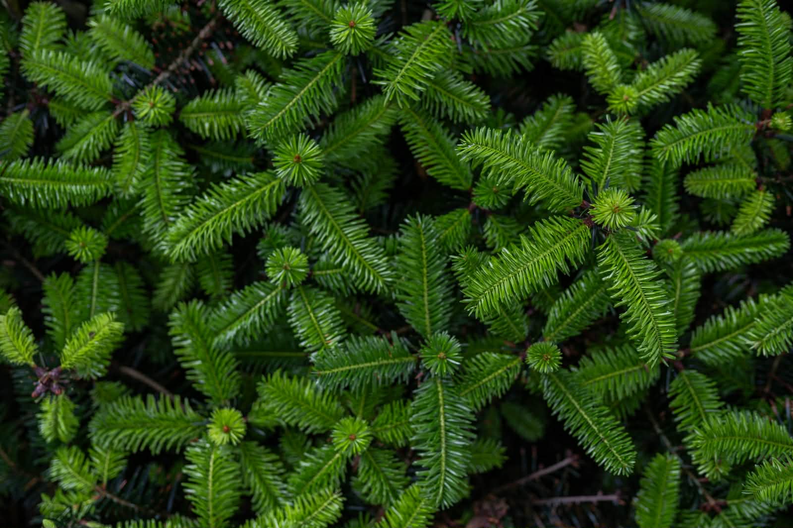 Sadzonki jodły kaukaskiej na plantacji