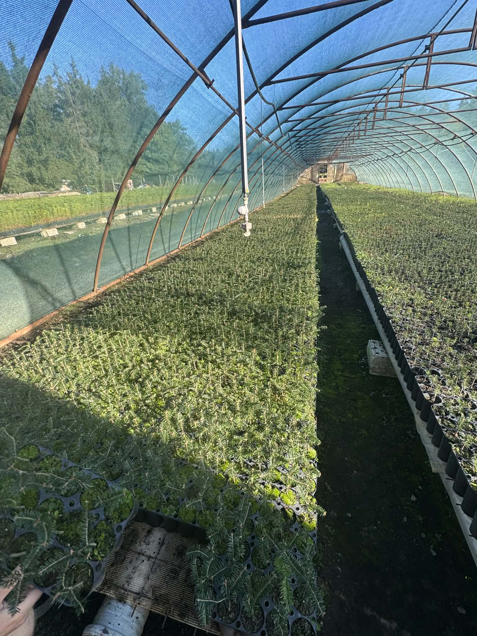 Zdrowe sadzonki jodły kaukaskiej