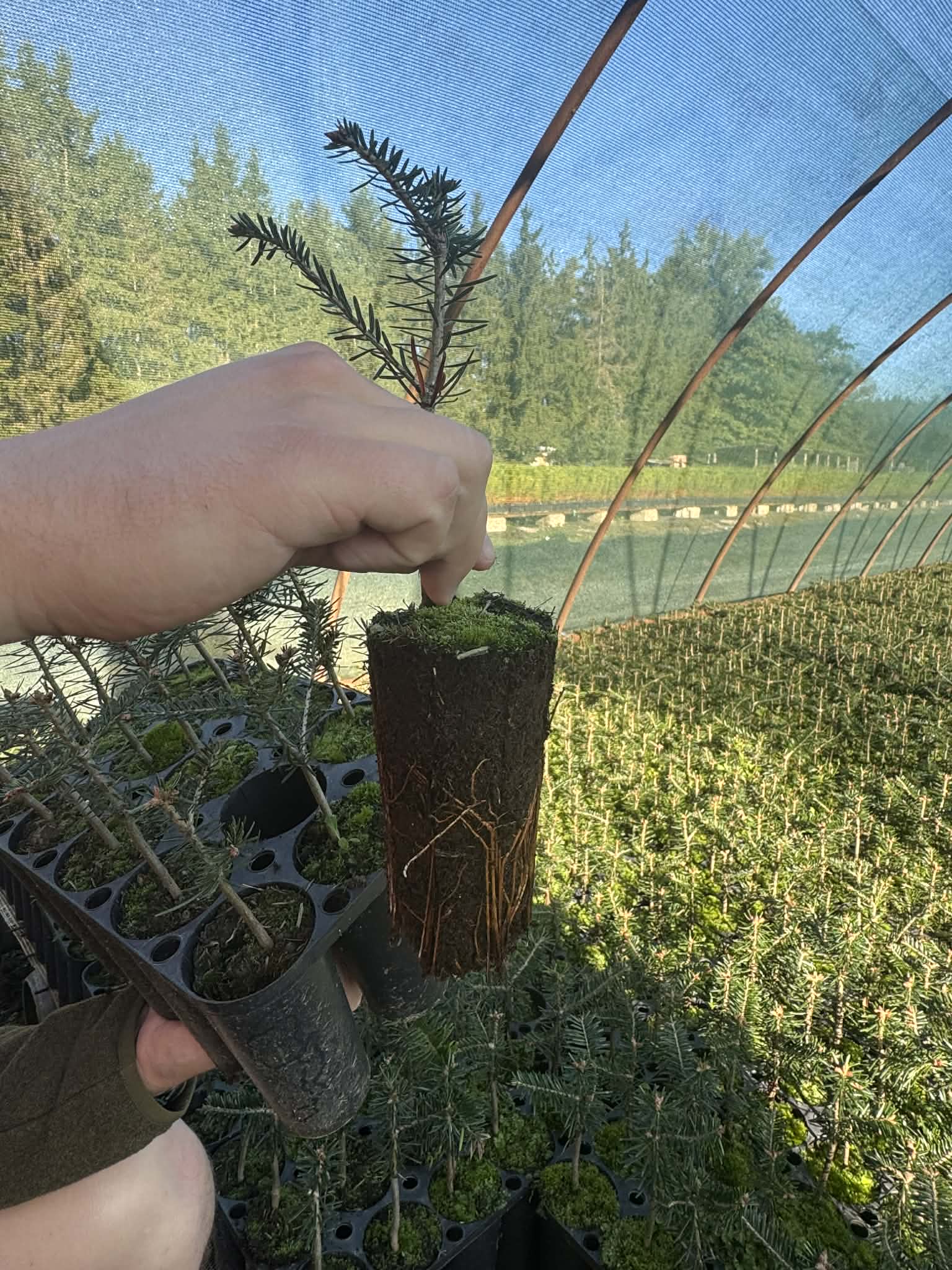 Sadzonki przygotowane do sprzedaży