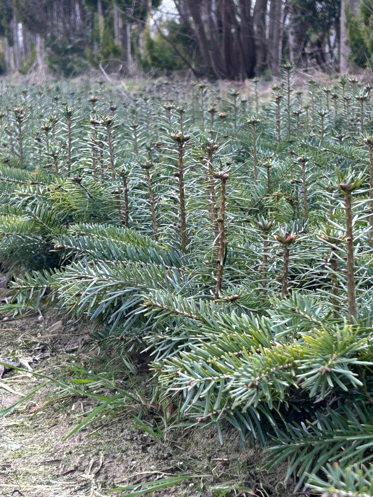 Sadzonki jodły kaukaskiej Ambrolauri rosnące na plantacji
